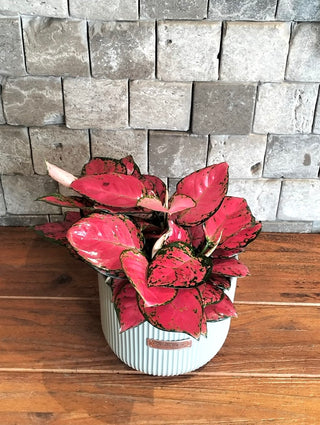 Chinese EverGreen ‘Super Red Star’