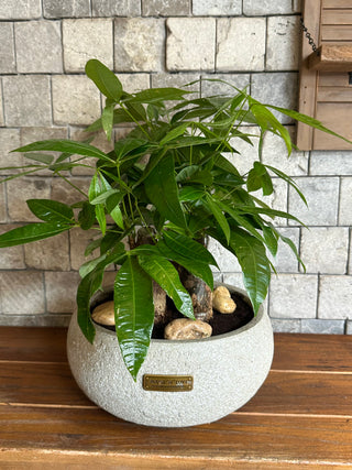 Chic Fortune-Forest MoneyTree Bonsai
