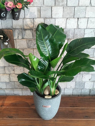 Compact Banana Leaves Tropica