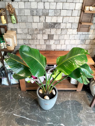 Banana Grove