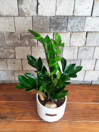 Zamia Gem