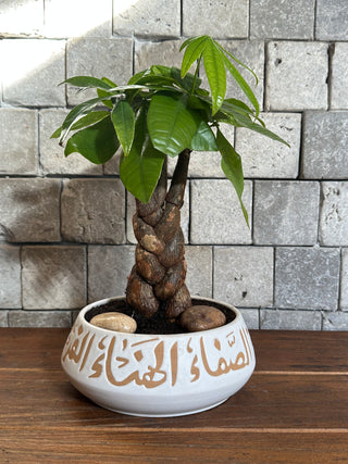 Golden Braid MoneyTree Bonsai | Handmade Designer Collection