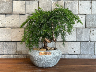Norfolk Island Gem Bonsai