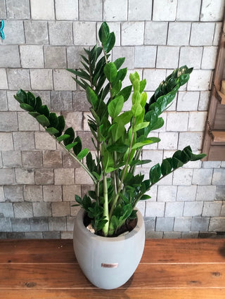 Zamia Éclat