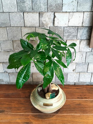 Fortune Grove MoneyTree