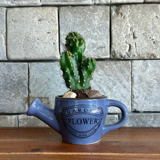Mini Cactus Joy