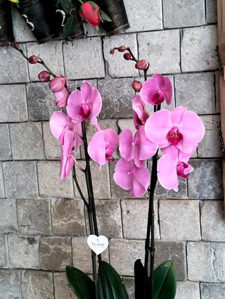 Améline Orchid