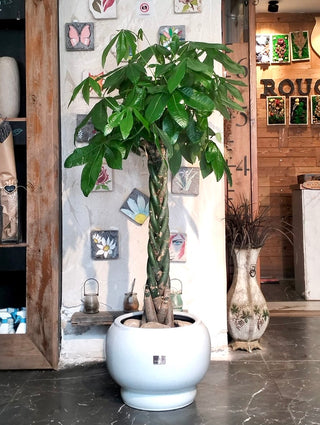 Evergreen Money Tree