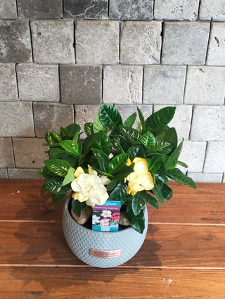 Gardenia Belle