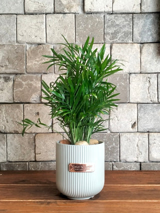 Parlor Palm Petite