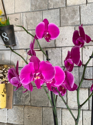 Amara Orchid | Sculpted Indian Wooden Pot