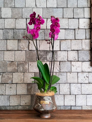 Améline Orchid