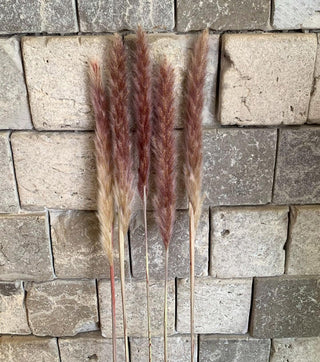 Dried Soft Feather Pampas Grass