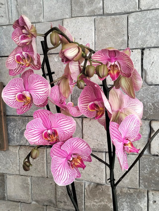 Floréa Orchid