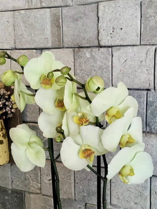 Golden Pearl Moon Orchids | Sculpted Indian Wooden Pot