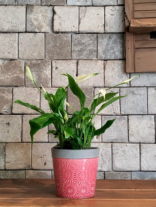 Fresh Aura Lily Petite