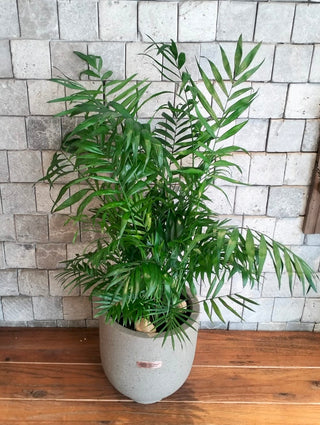 Lush Palm Aura