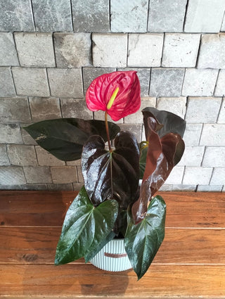 EverBloom Flamingo Lily