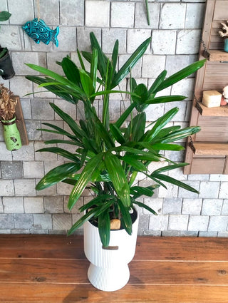 Featherlace Lady Palm