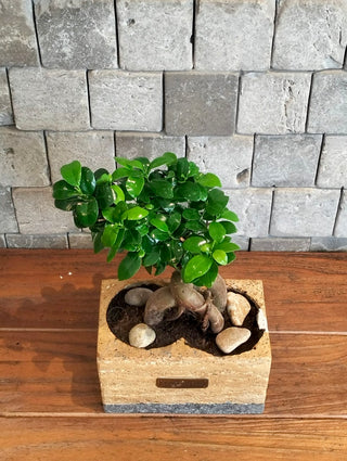 Jewel Bonsai | Artisan Marble Pottery Collection