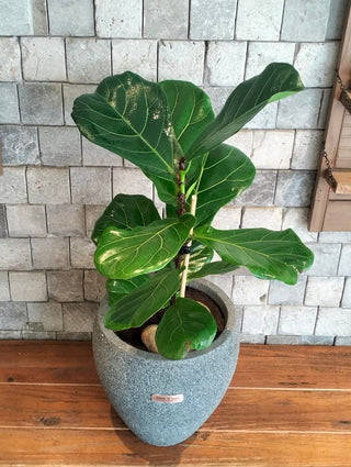 The Fiddle Leaf & Luxe