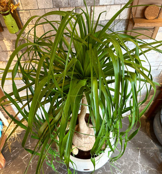 LG Ponytail Palm Bonsai