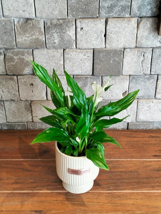 Peace Lily Petite