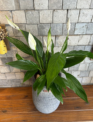 Chic Peace Lily Blooms