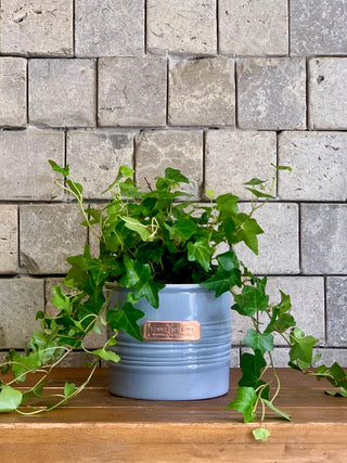 Sweetheart English Ivy Petite