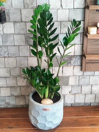 Zamia Retreat