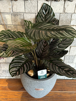 Pink Breeze Calathea