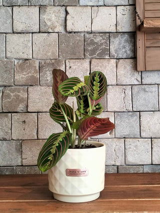 ColorBurst Calathea Gem