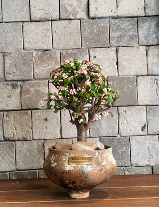 Pink Jade Bonsai · Terra