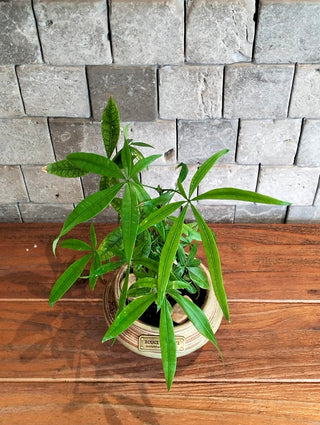 Vibrant Braid MoneyTree Bonsai ‘Petite’