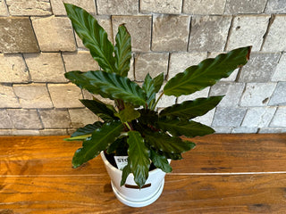Calathea Velvet Furry Feather