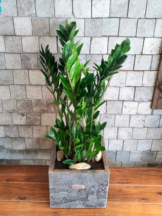 Zamia Retreat