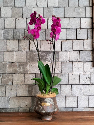 Améline Orchid
