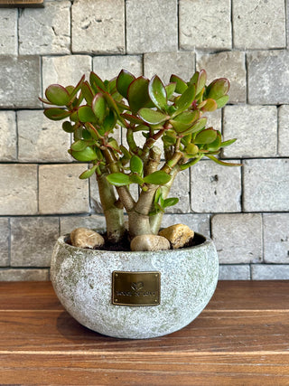 ‘Rustic-Chic’ Crassula Jade Bonsai ‘MoneyTree’