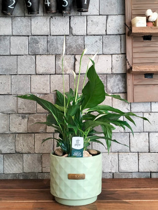 Peace Lily Delight