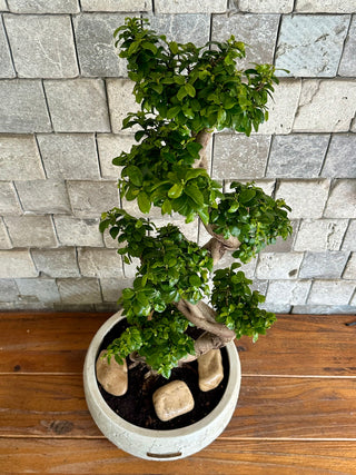 Twisté Bonsai Allure