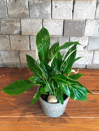 Fresh Aura Lily Petite