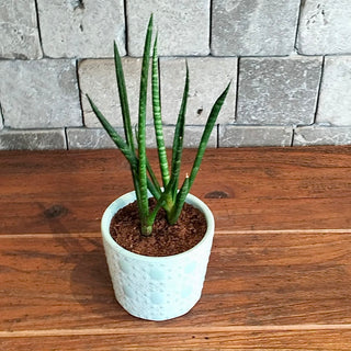 Cylindrical Snake Plant Petite