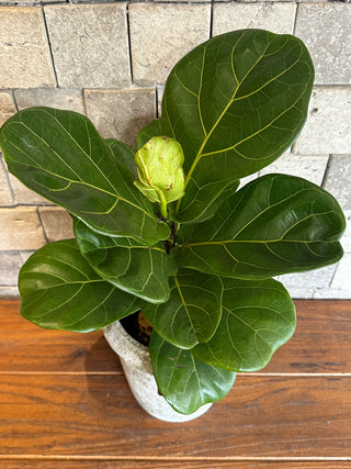 ‘Rustic-Chic’ Fiddle Leaf Fig