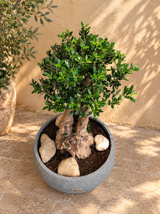 Olivara™ Olive Bonsai – Prestige Edition
