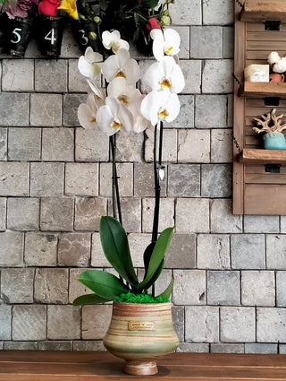 Eclipse Moon Orchids