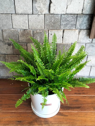Eternal Youth Boston Fern