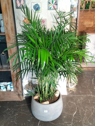 Grand Parlor Palm