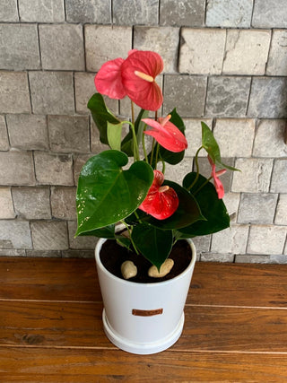 indoor red lily plants Blush Muse Flamingo Lily