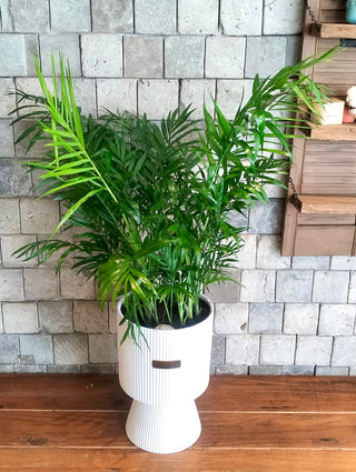 Lush Palm Luxe
