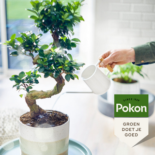 Pokon Organic Bonsai Bio Food (100% Vegetable, Plant-Based Food)